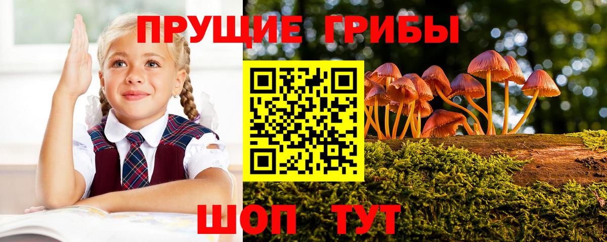 Псилоцибиновые грибы Cubensis Гатчина